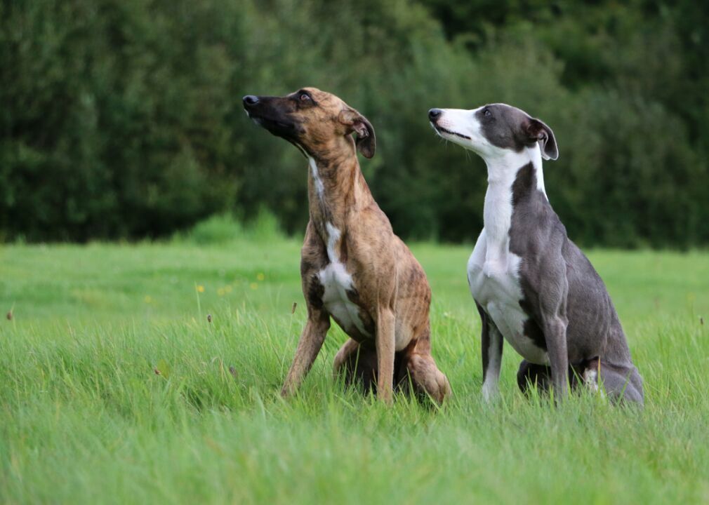#33. Whippet